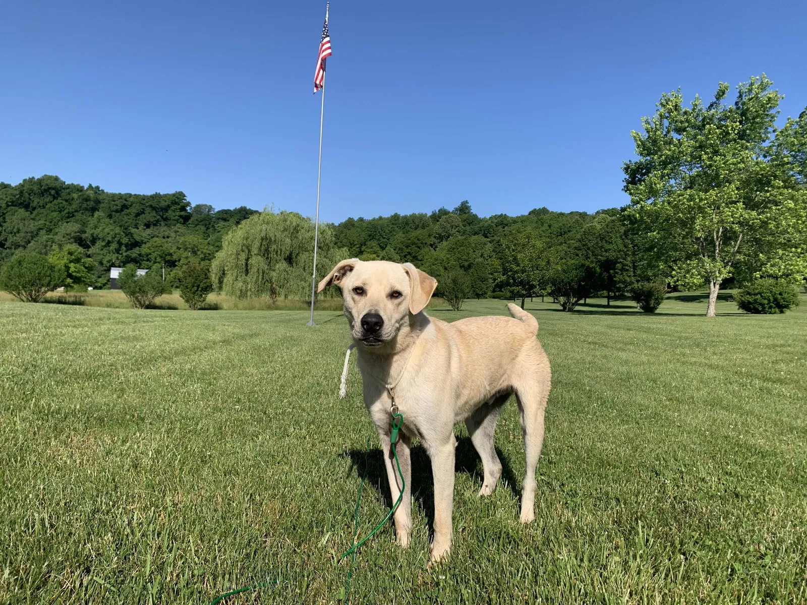 Found dog in Corydon, IN, 47112
