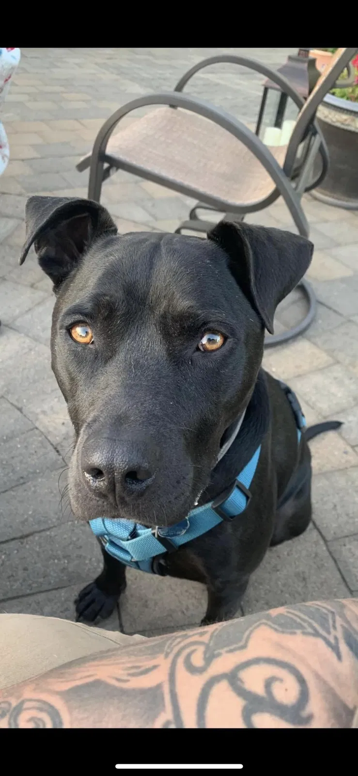 Lost dog in Salem, OR, 97317