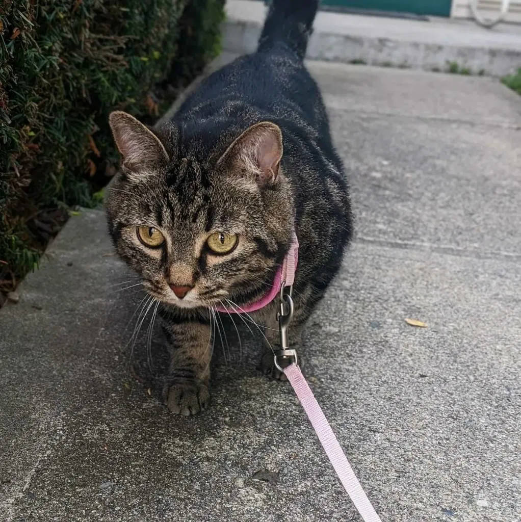 Lost cat in Lebanon, IN, 46052