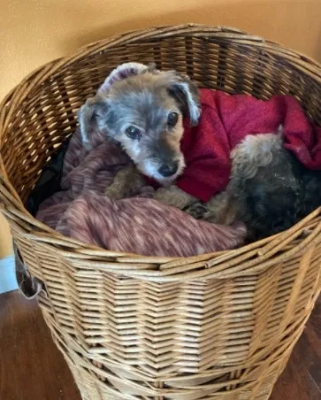 Lost dog in Happy Valley, OR, 97086