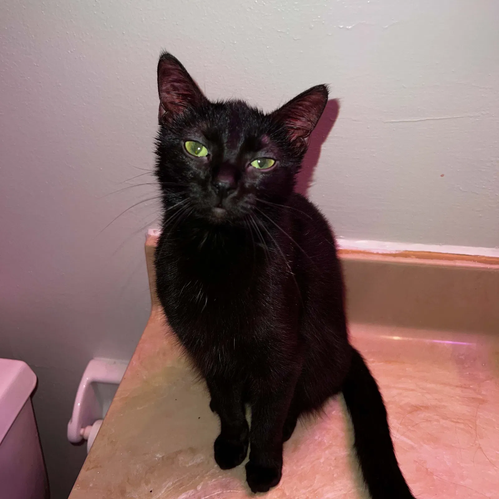Lost cat in Indianapolis, IN, 46237