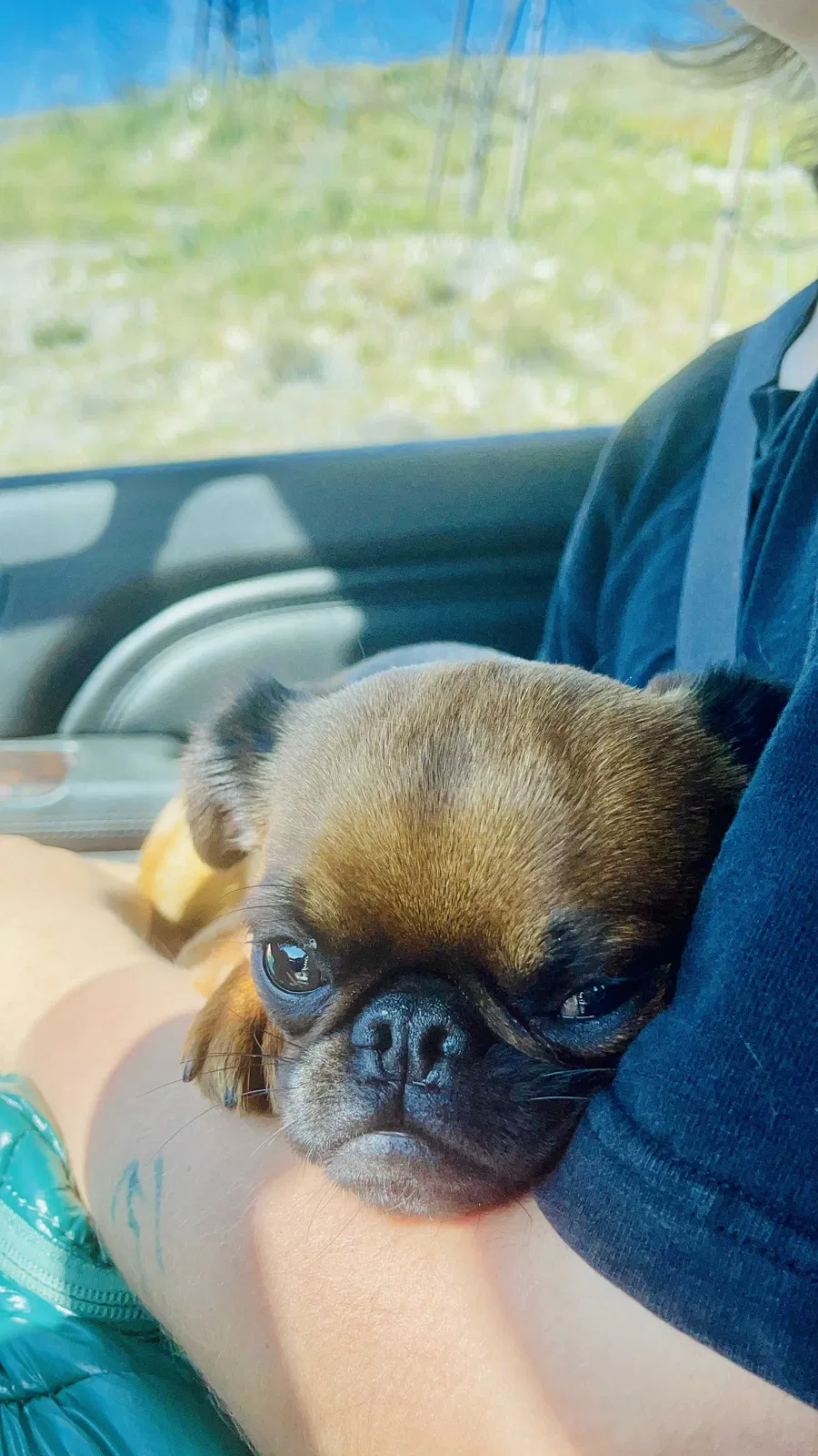 Lost dog in Malibu, CA, 90265