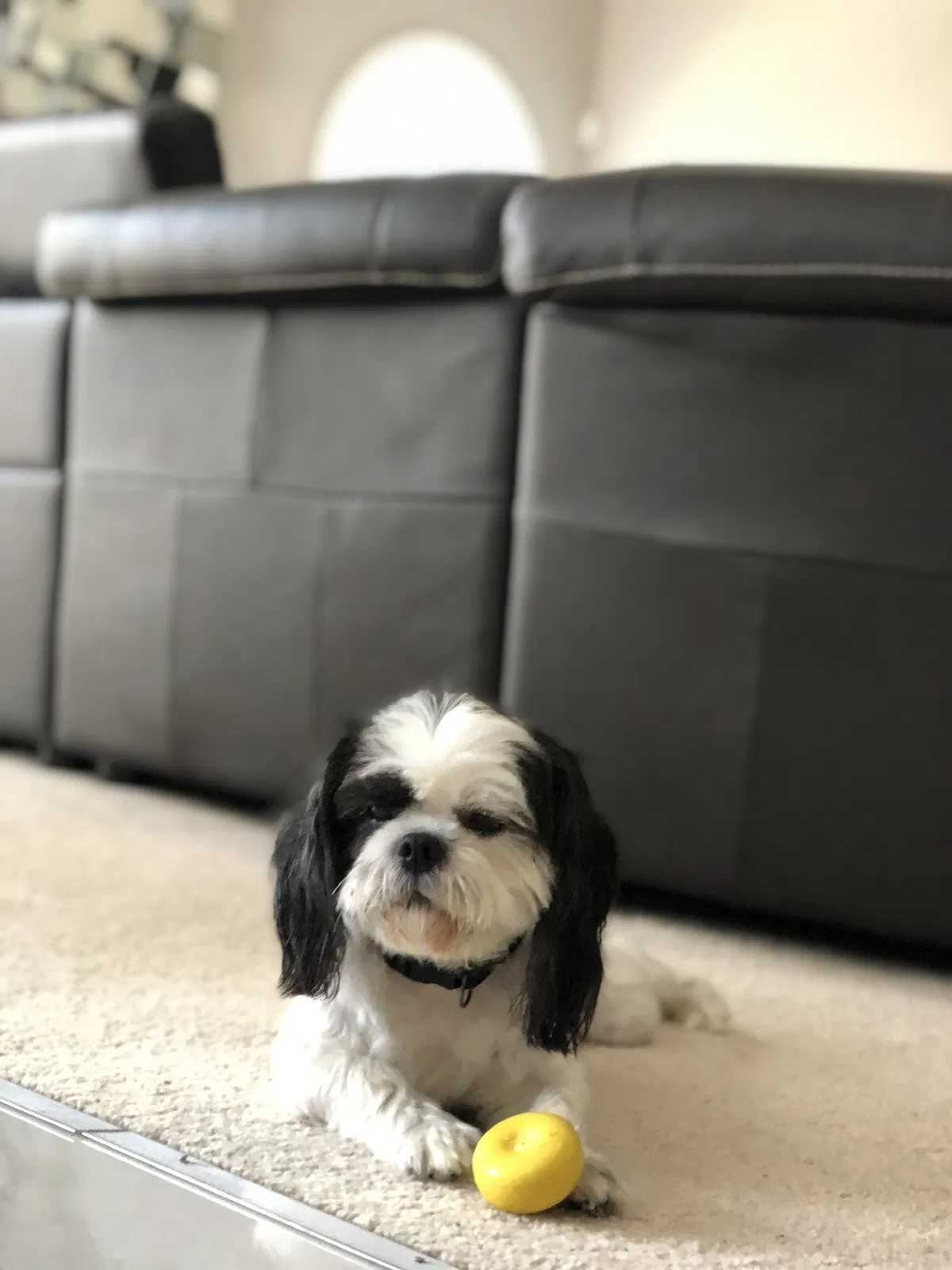 Lost dog in Saint Louis, MO, 63136