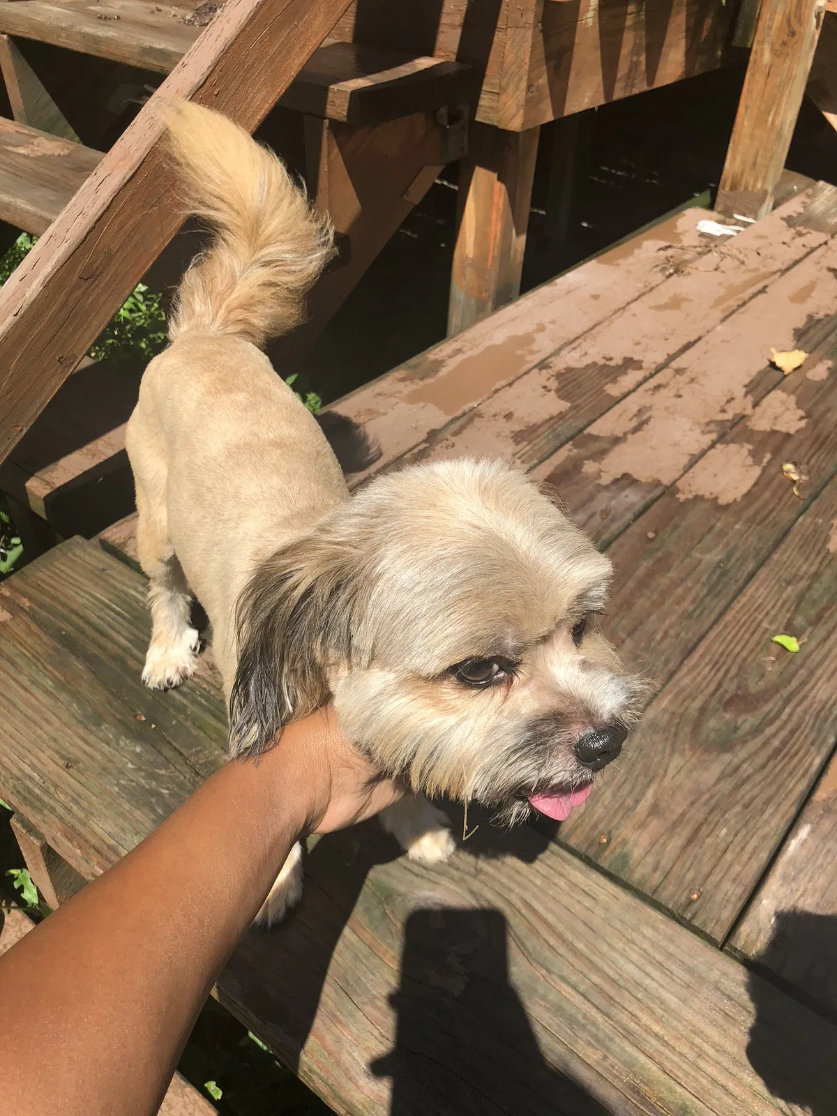 Lost dog in Saint Louis, MO, 63136