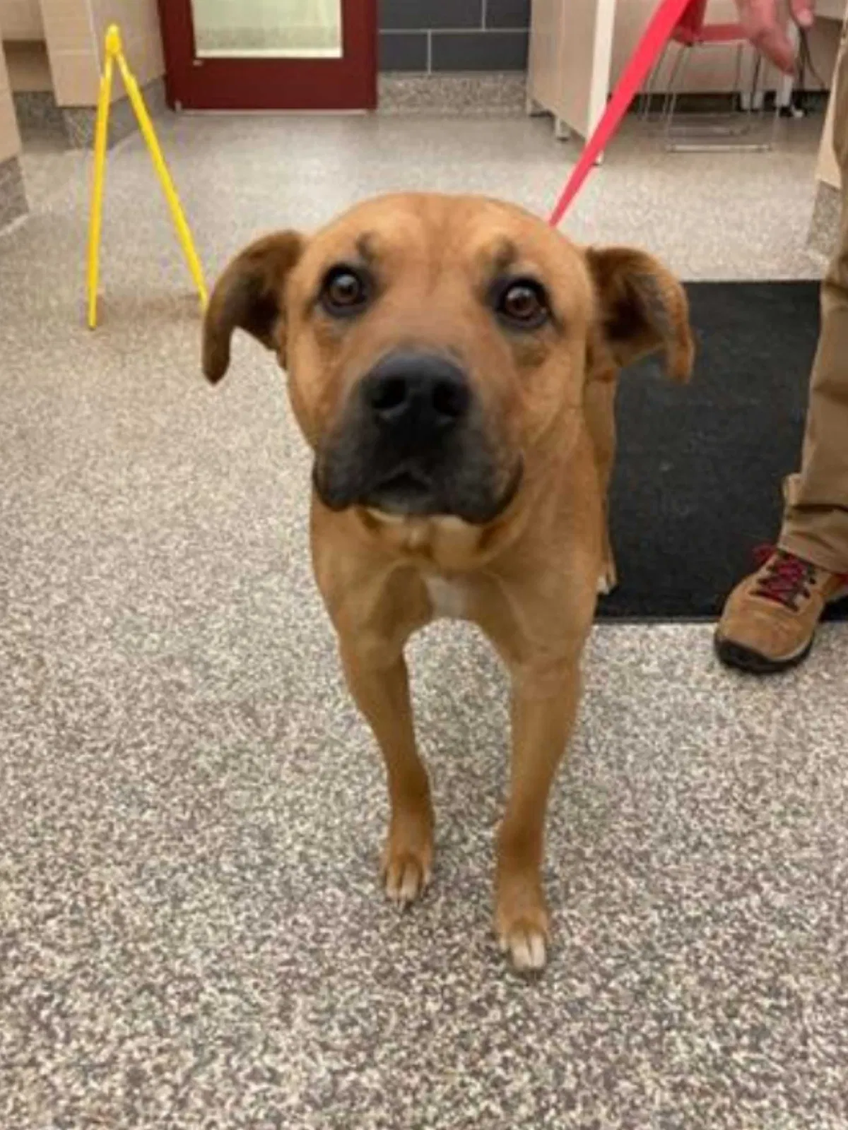 Lost dog in Colorado Springs, CO, 80906