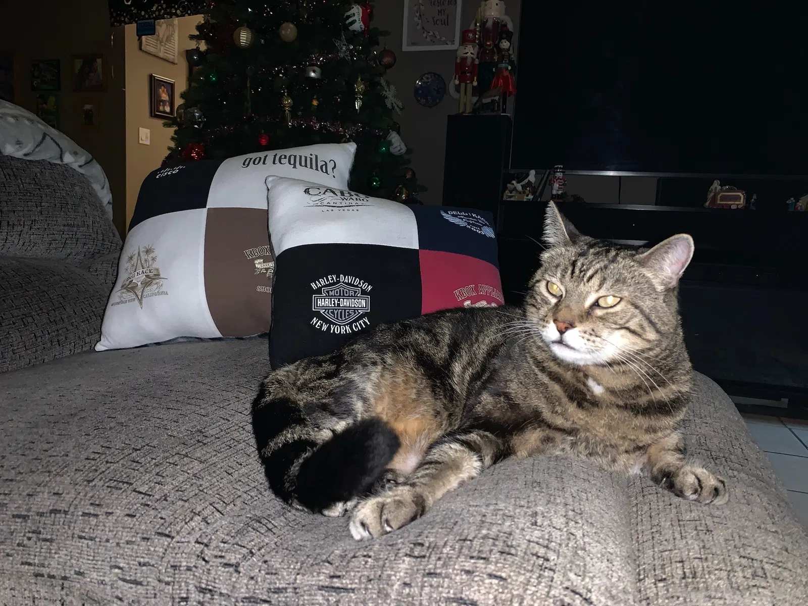 Lost cat in Redding, CA, 96003