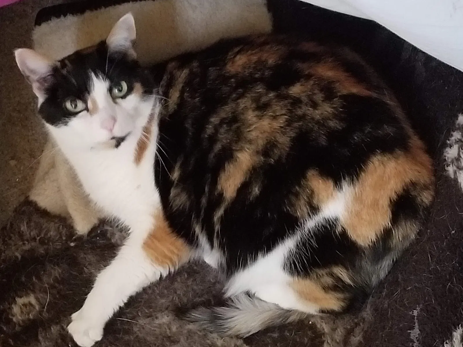 Lost cat in Wheat Ridge, CO, 80033