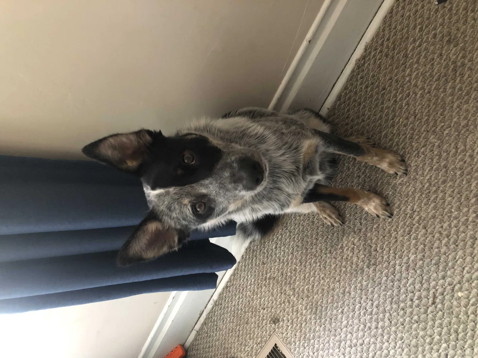 Lost dog in Salt Lake City, UT, 84102