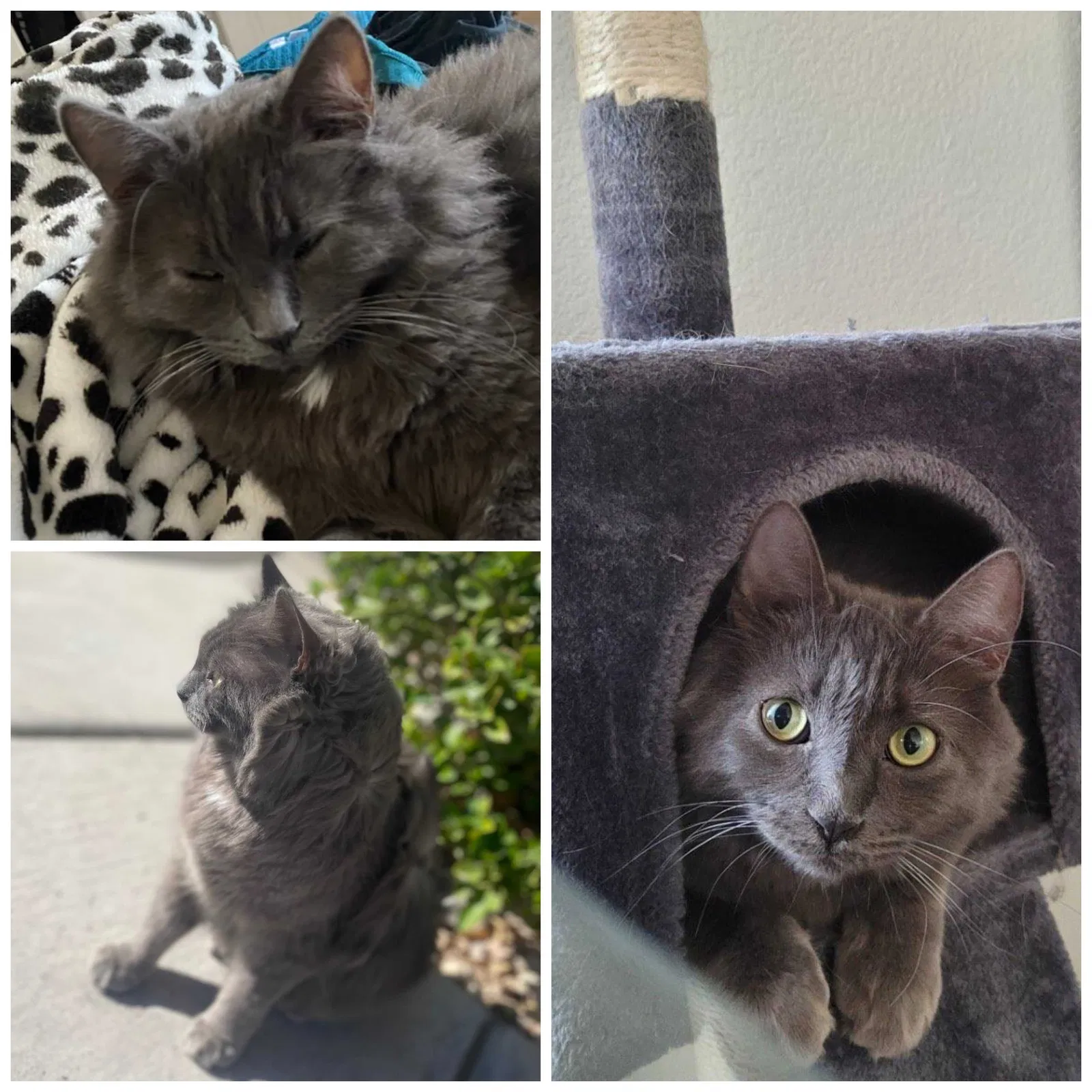 Lost cat in Las Vegas, NV, 89129