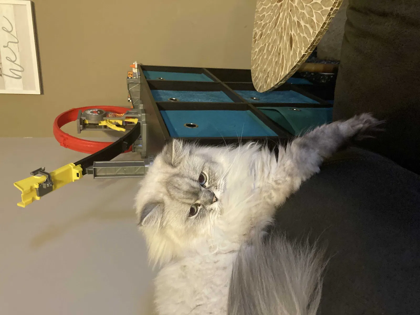 Lost cat in Kansas City, KS, 66106