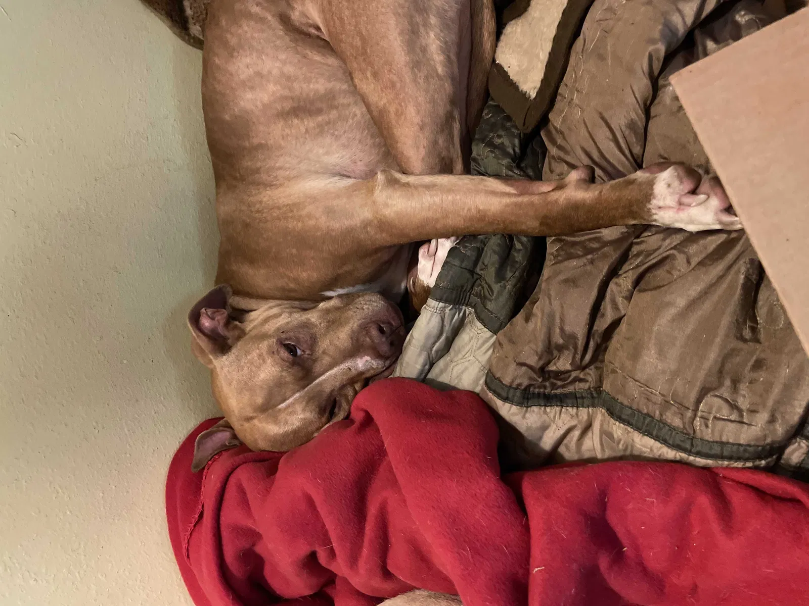 Lost dog in Alma, MI, 48801
