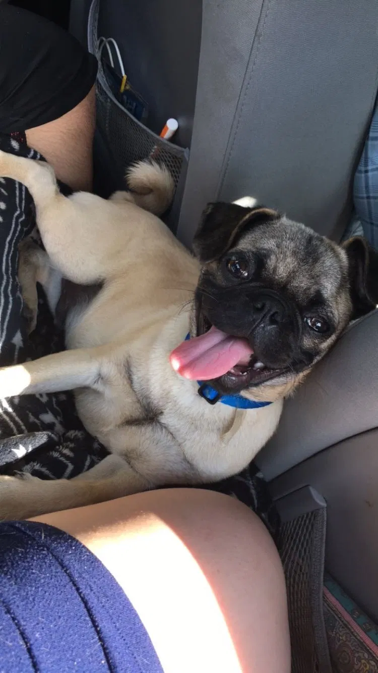 Lost dog in Burlington, NC, 27217