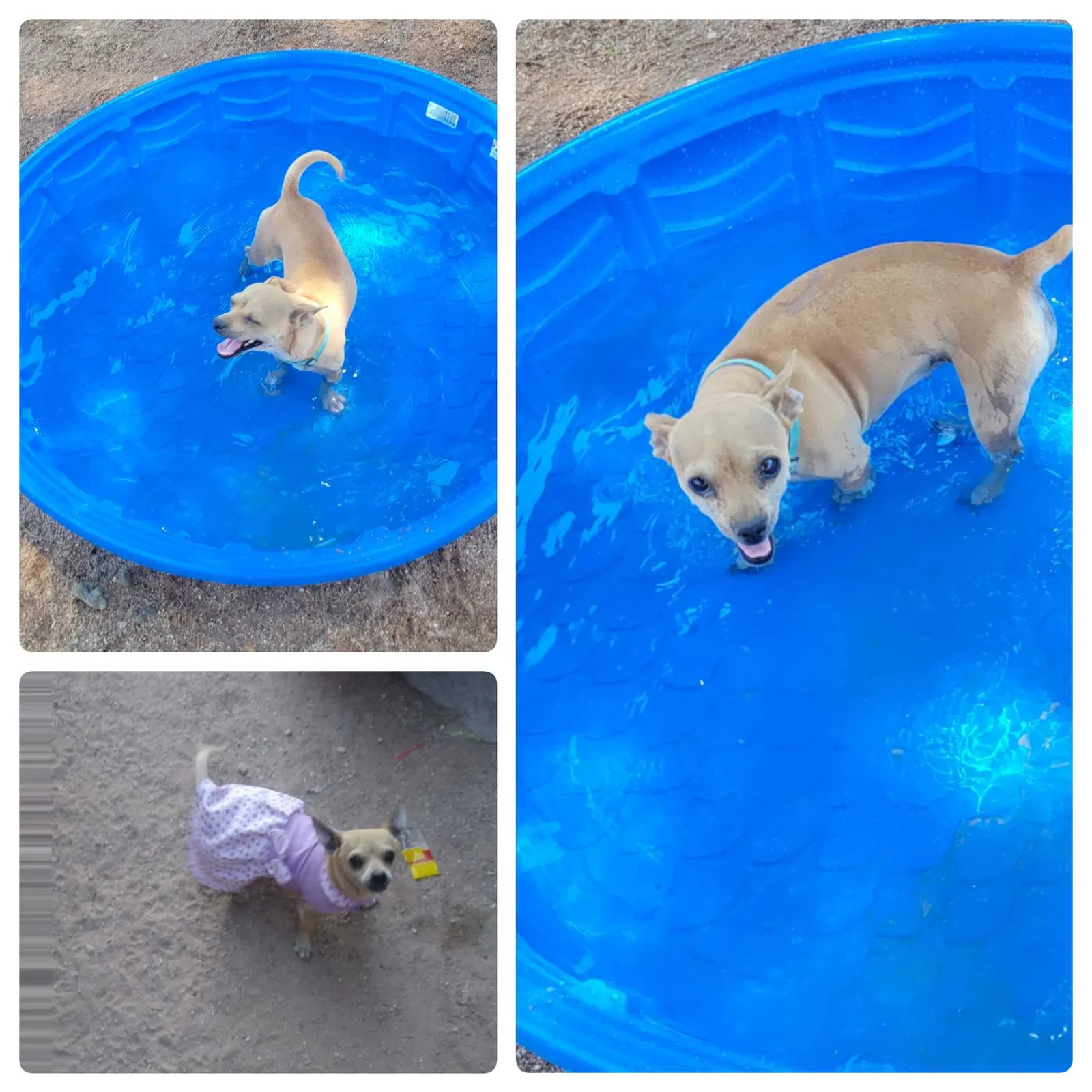 Lost dog in Tucson, AZ, 85706