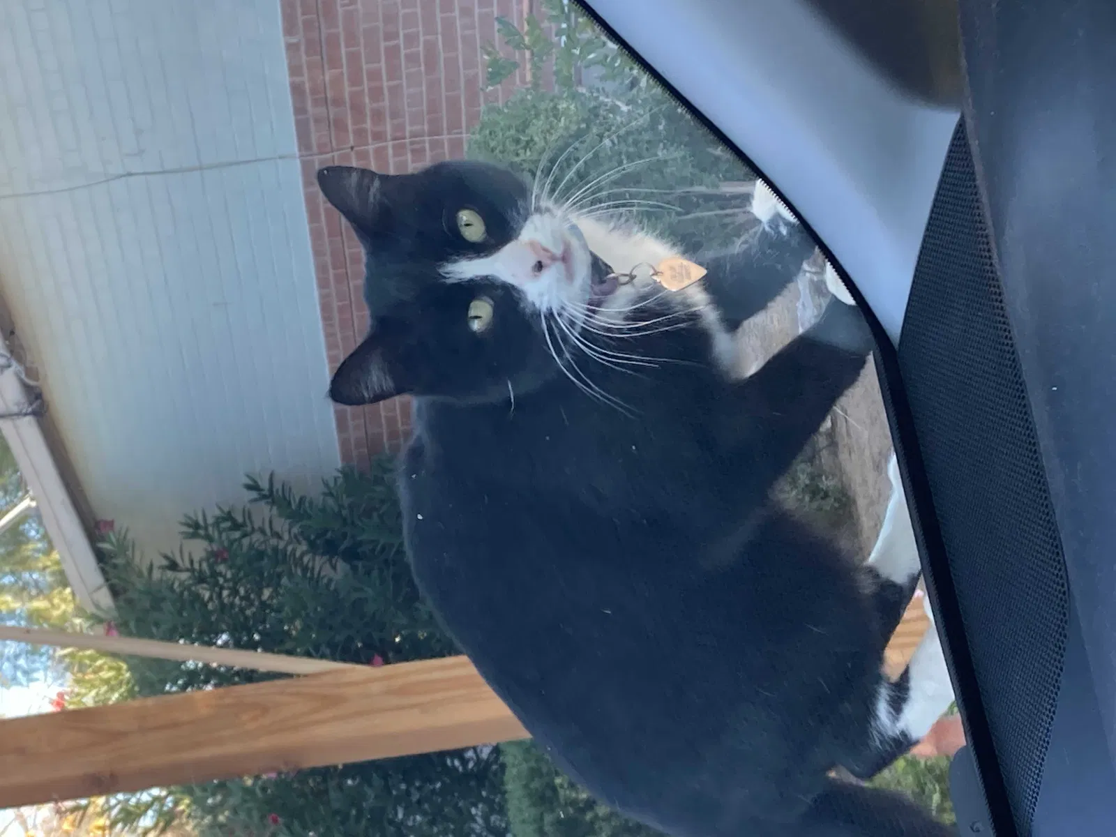 Lost cat in Tucson, AZ, 85711