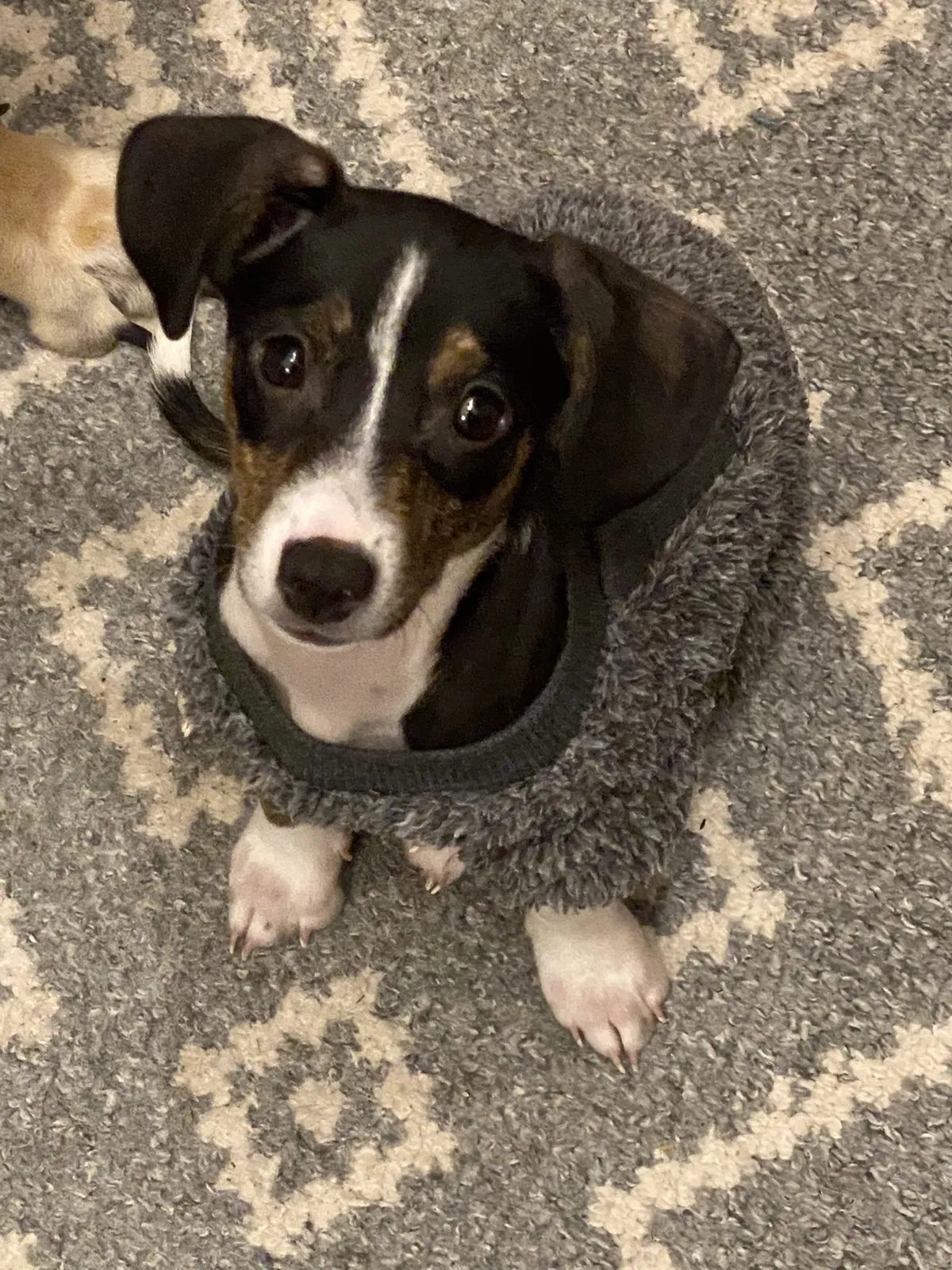 Lost dog in Spokane, WA, 99212