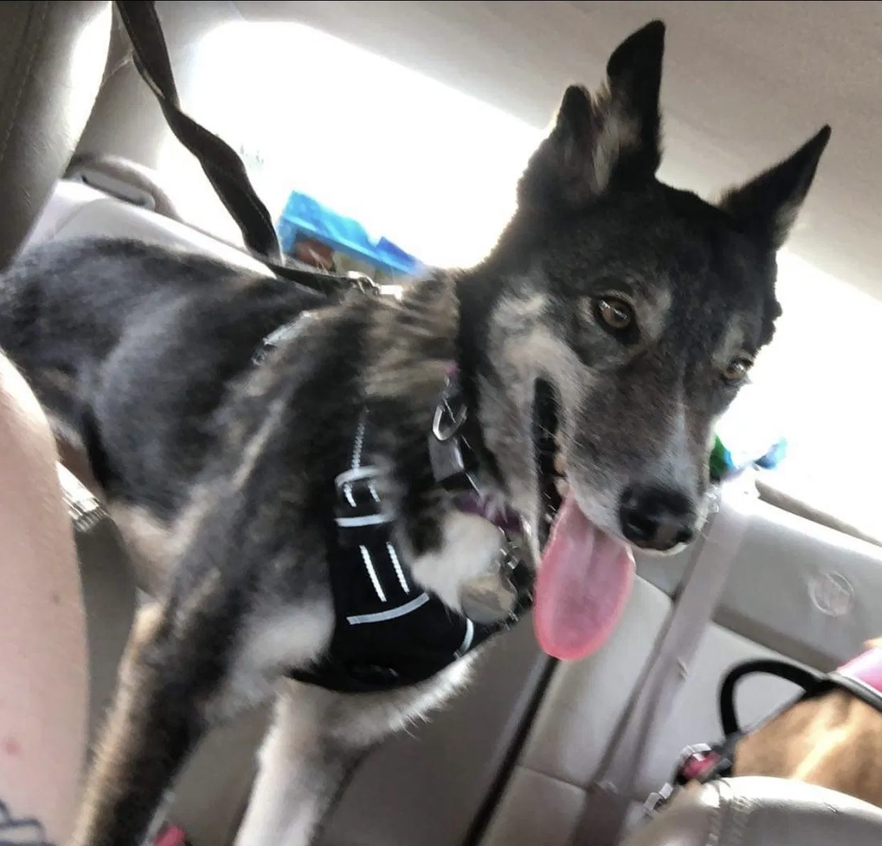 Lost dog in Springfield, MO, 65802