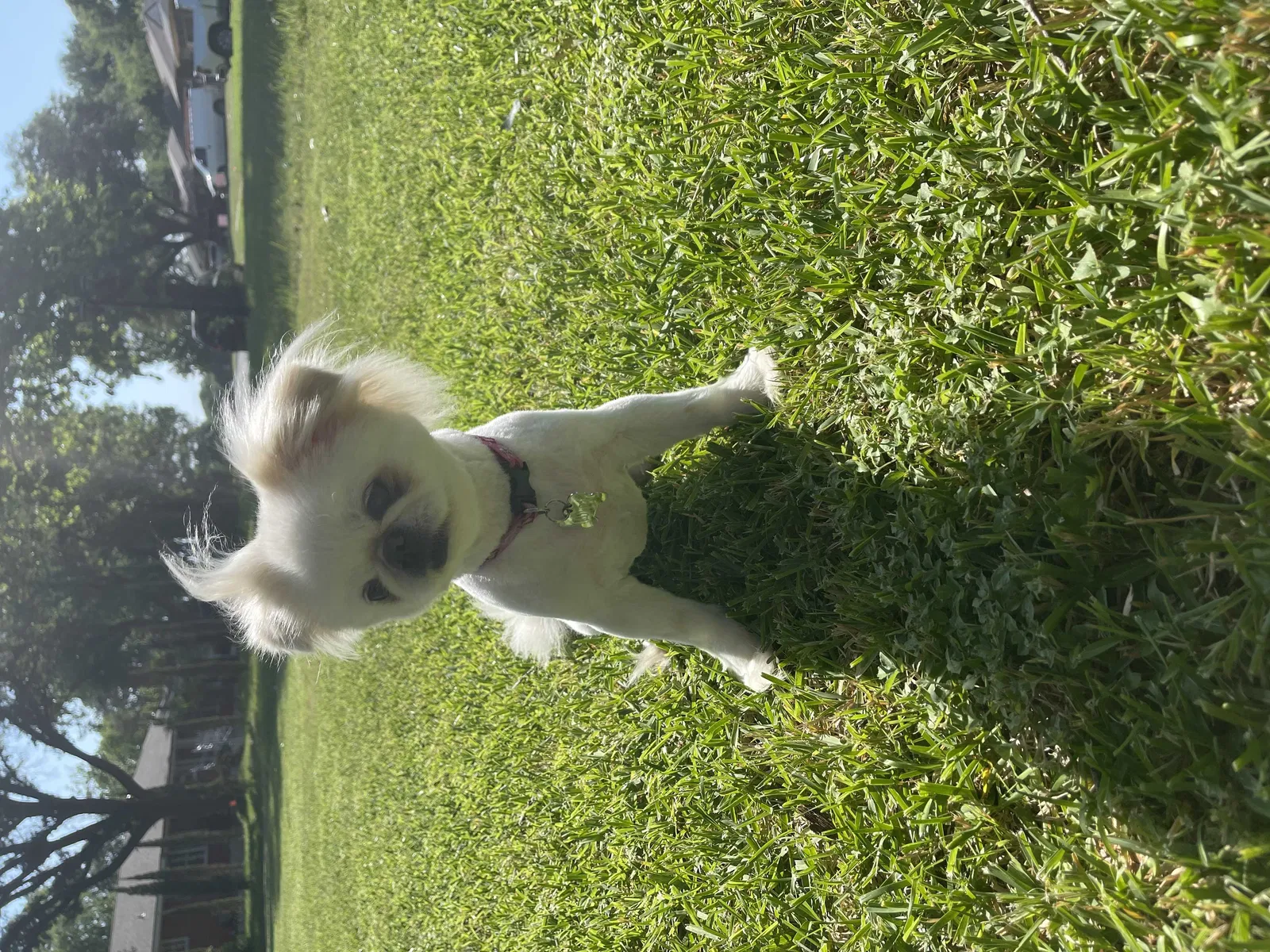 Lost dog in Dallas, TX, 75224