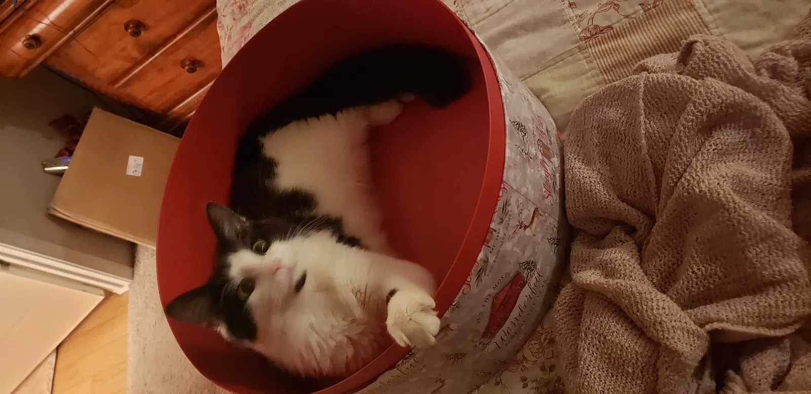 Lost cat in Archer, FL, 32618