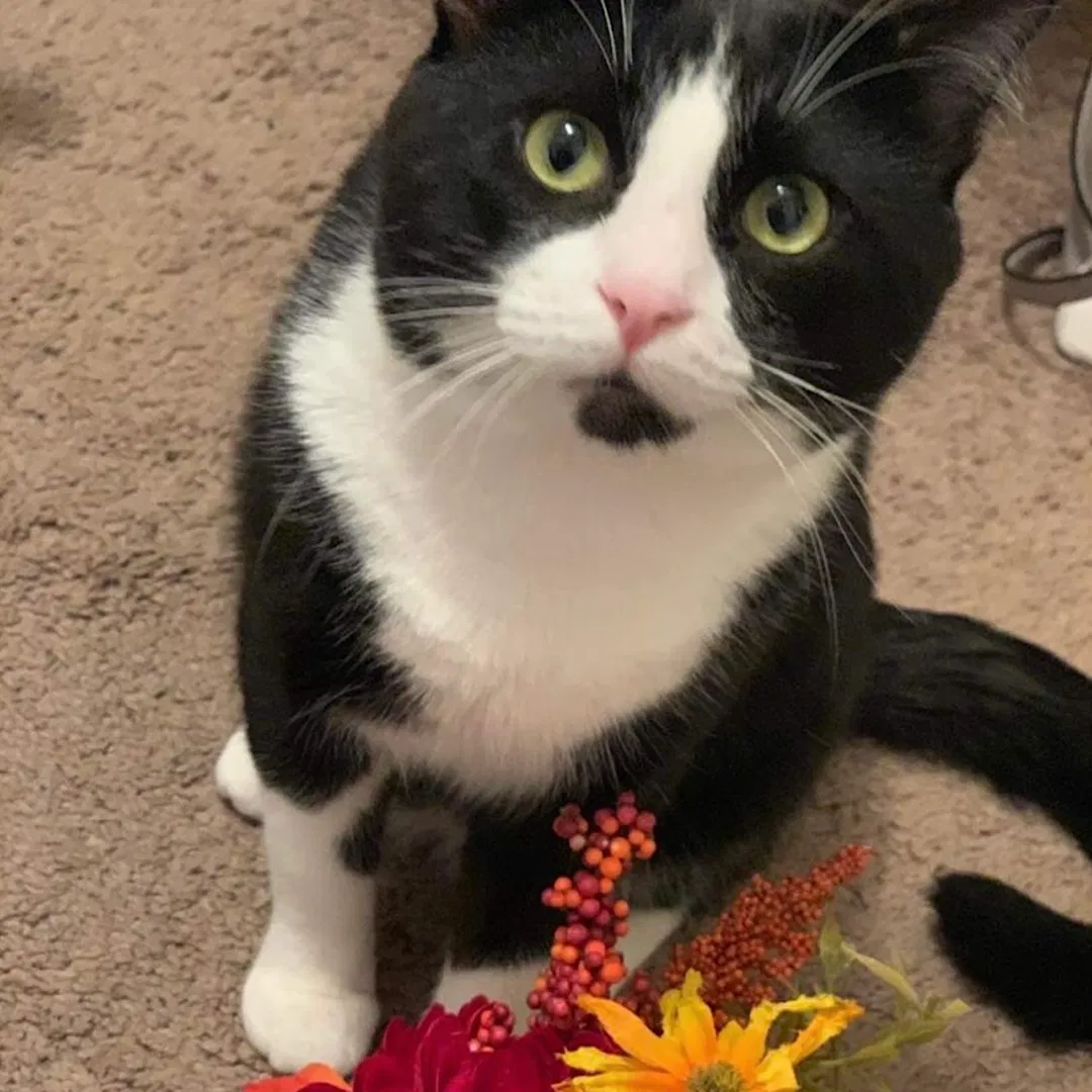 Lost cat in Lansing, MI, 48915