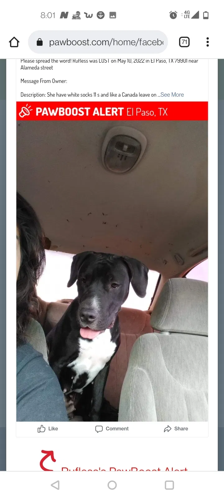Lost dog in El Paso, TX, 79901