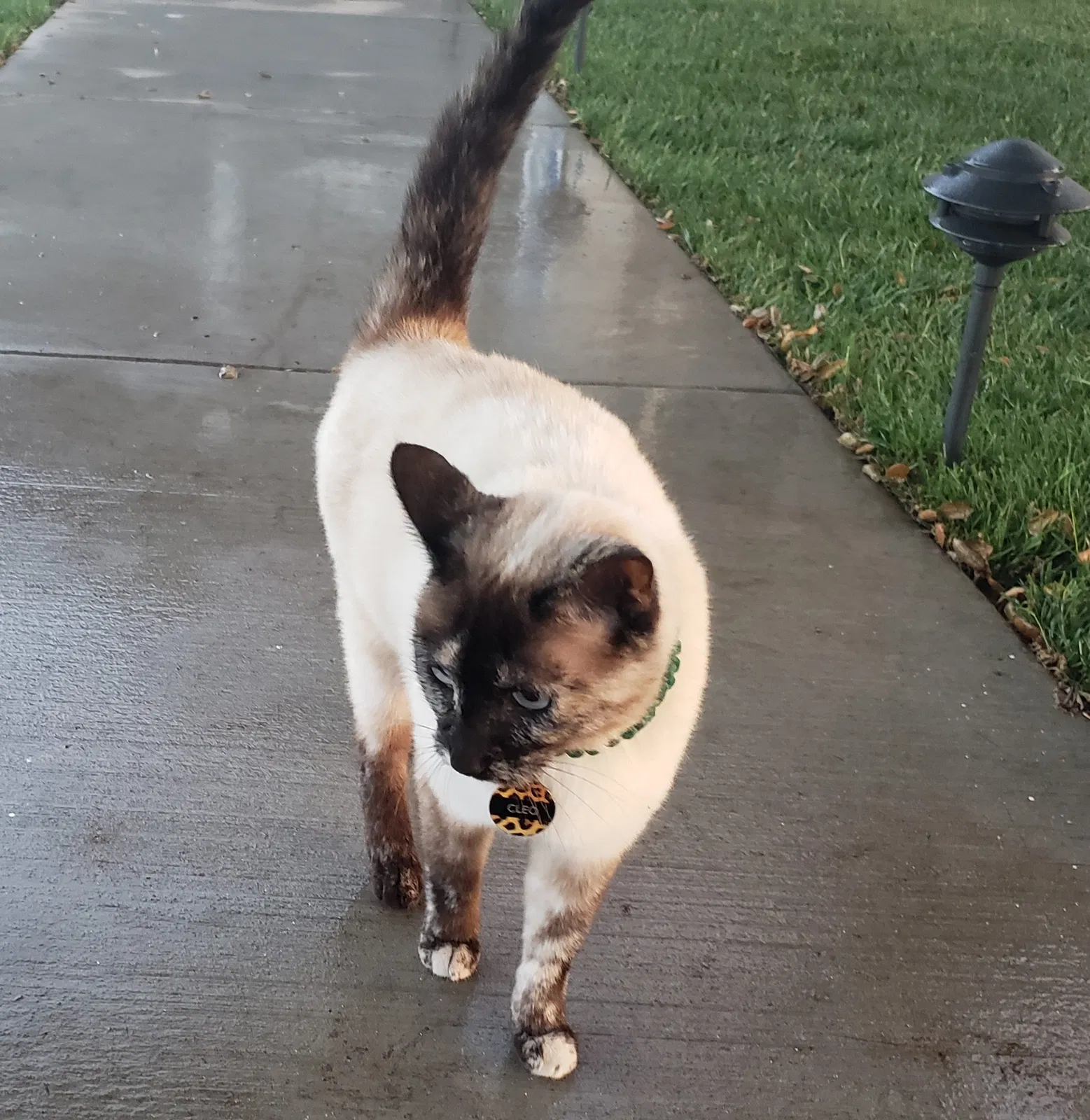 Lost cat in San Dimas, CA, 91773