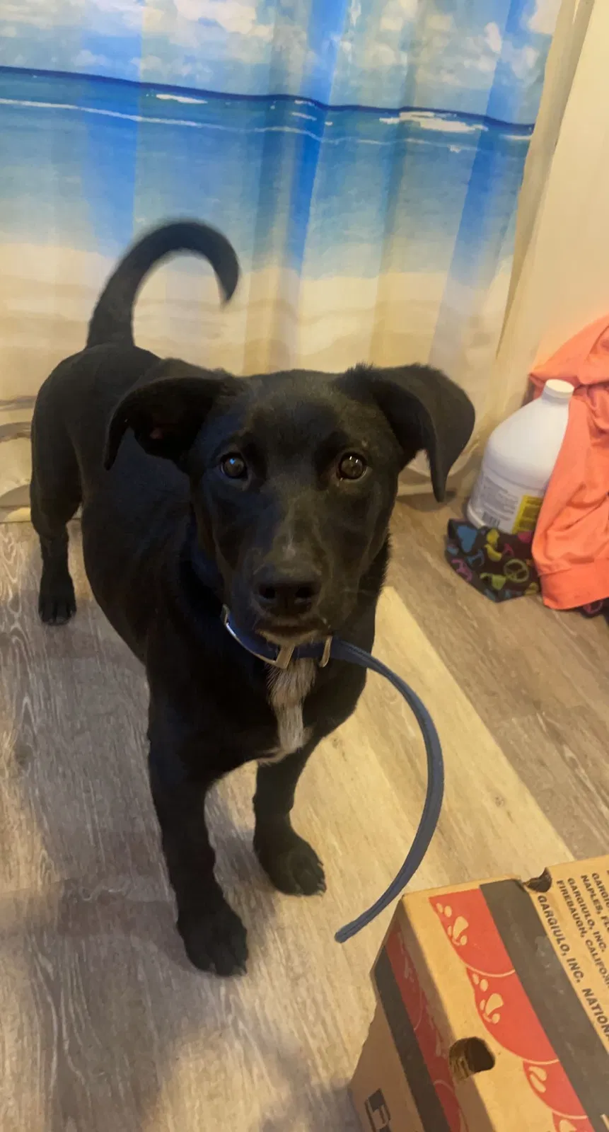 Lost dog in Kings Mountain, NC, 28086