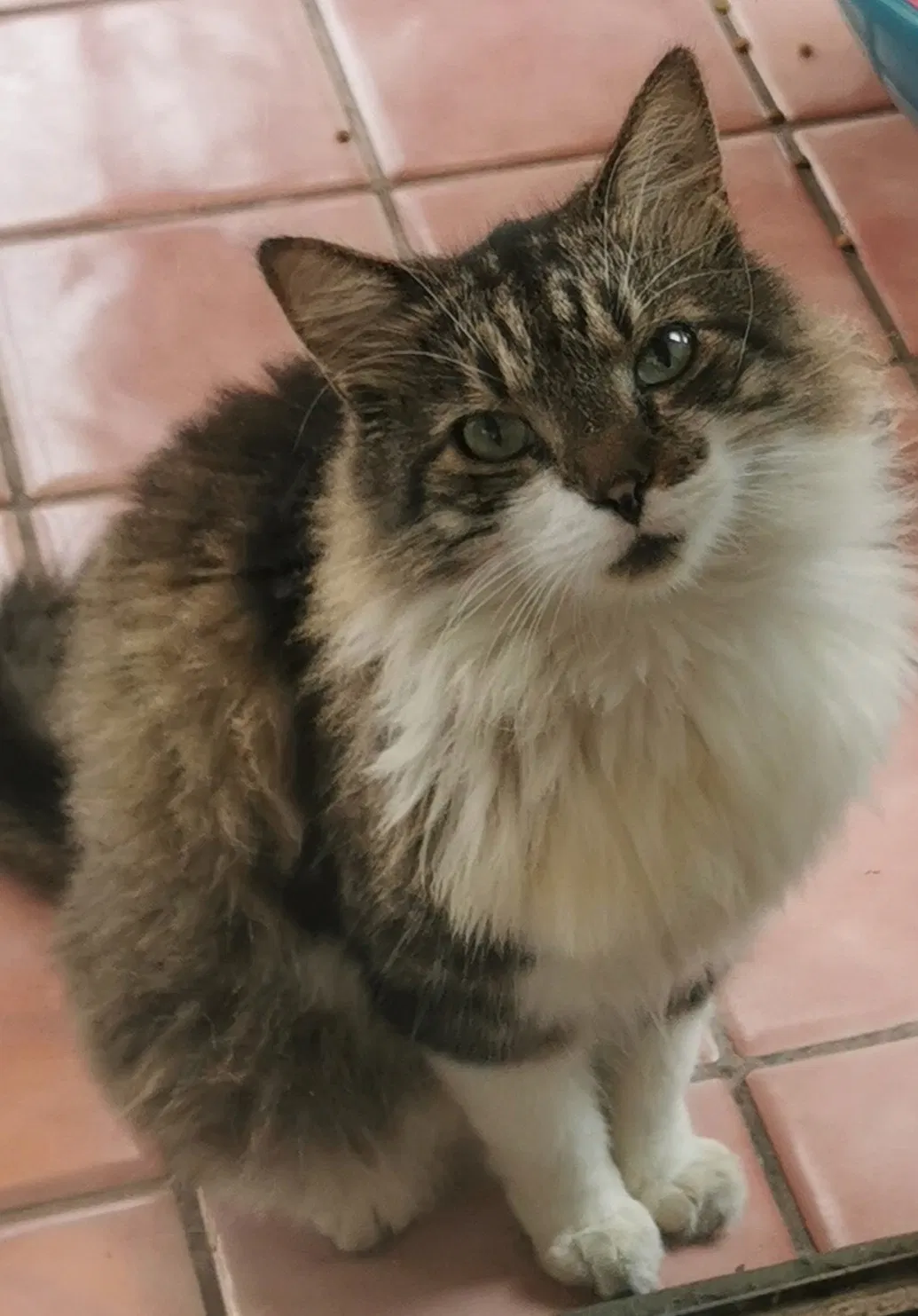 Lost cat in Deerfield Beach, FL, 33441