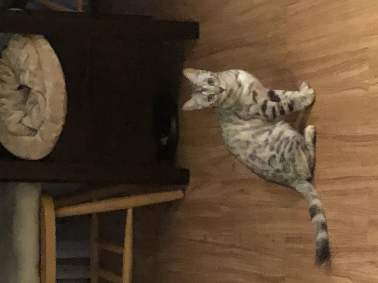 Lost cat in Las Vegas, NV, 89141