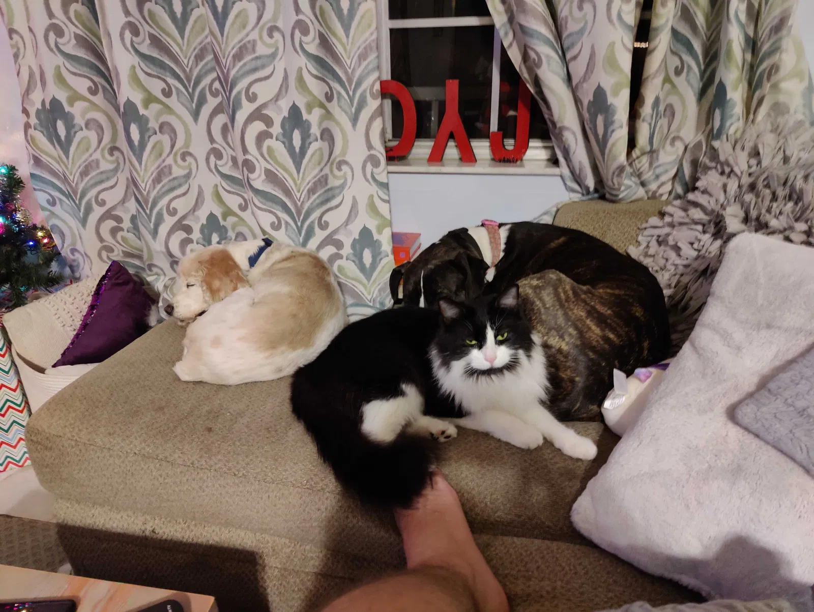 Lost cat in Ocala, FL, 34473