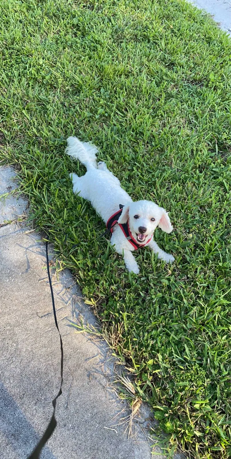 Lost dog in Kissimmee, FL, 34746