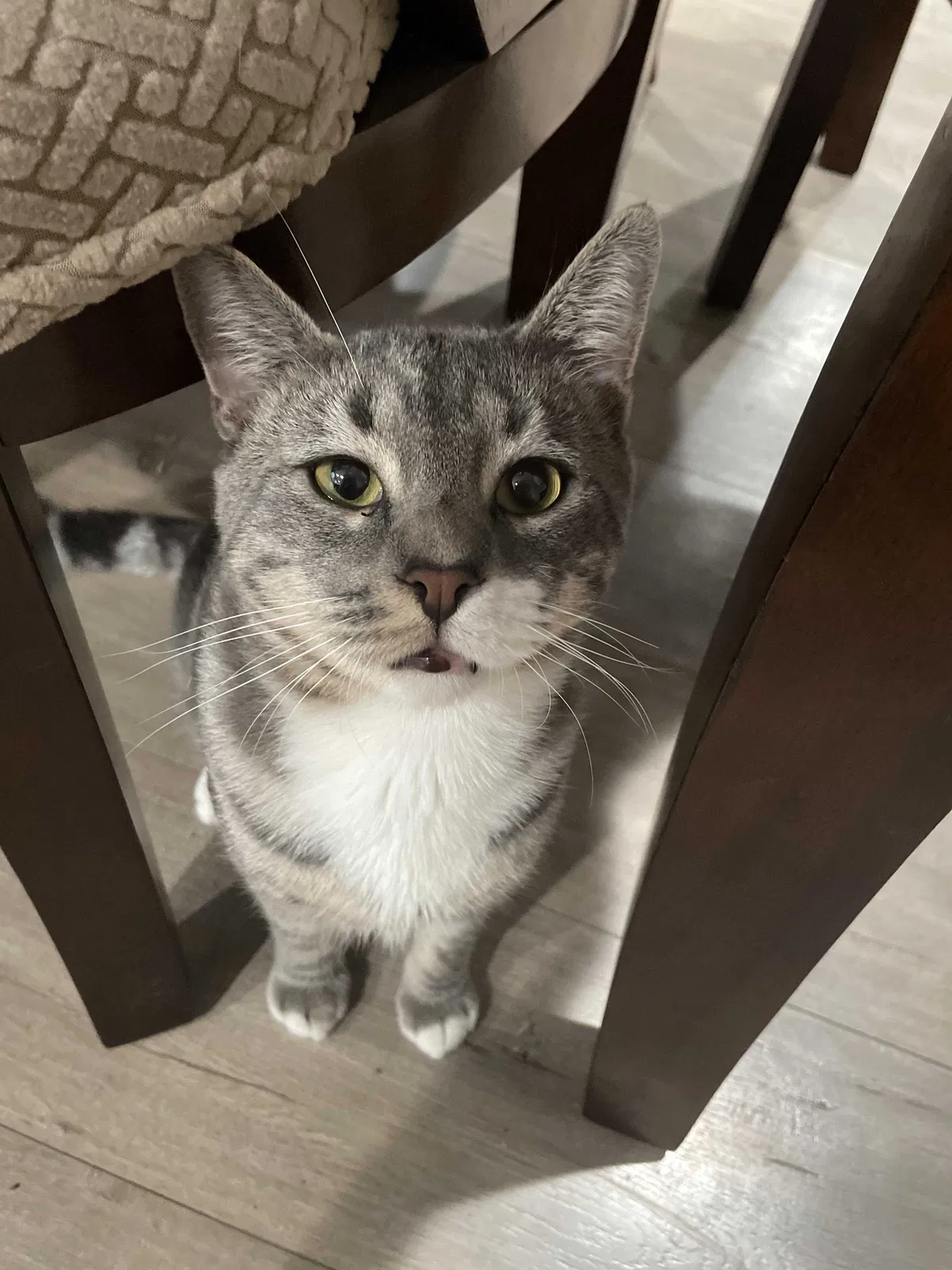 Lost cat in Compton, CA, 90221