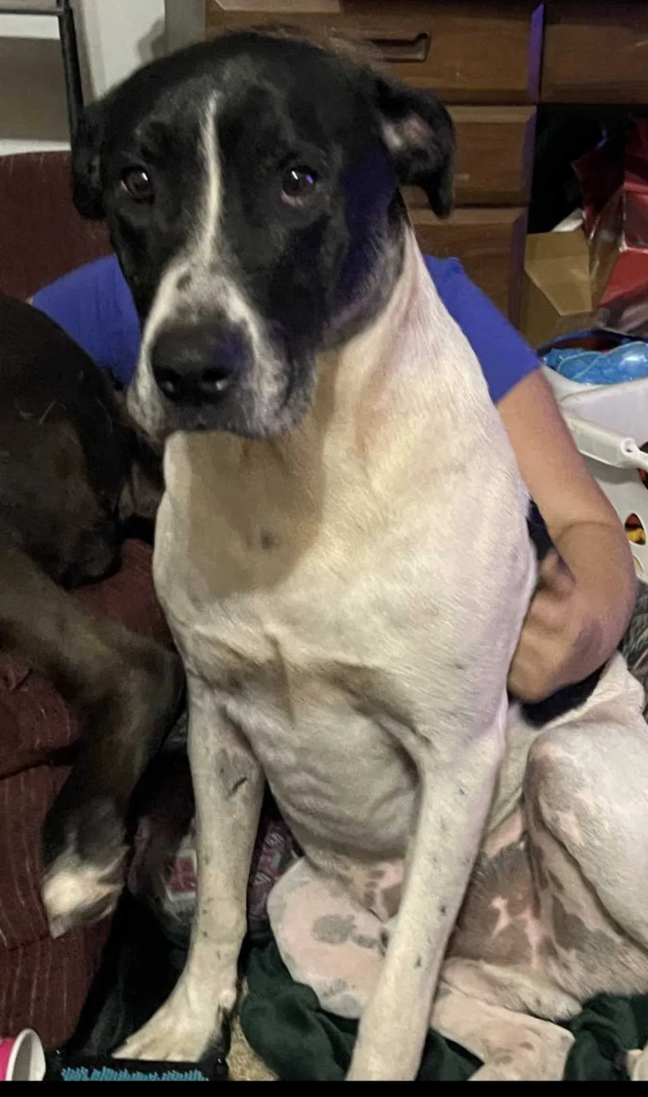 Lost dog in Stillwater, OK, 74074