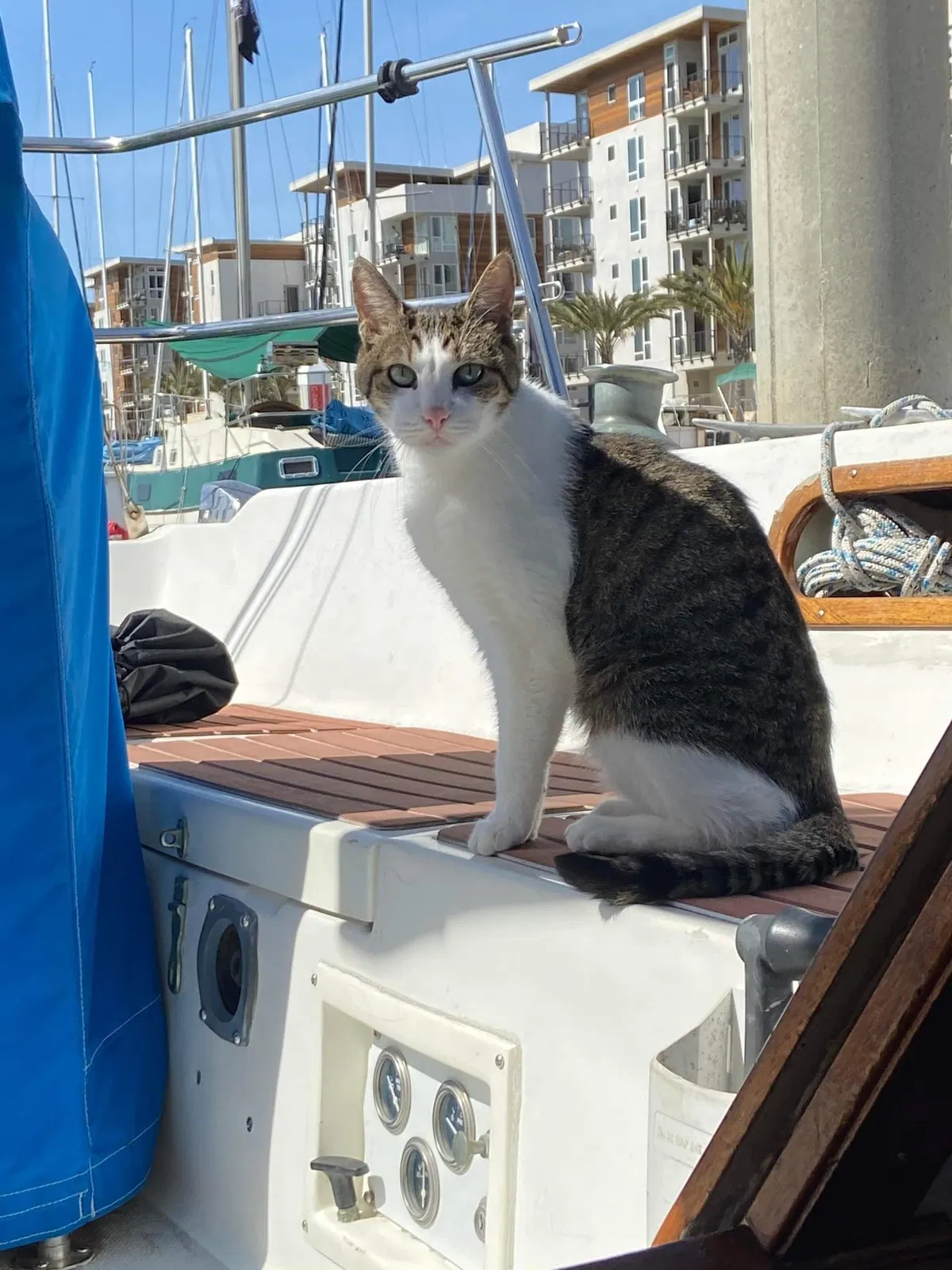 Lost cat in Marina Del Rey, CA, 90292