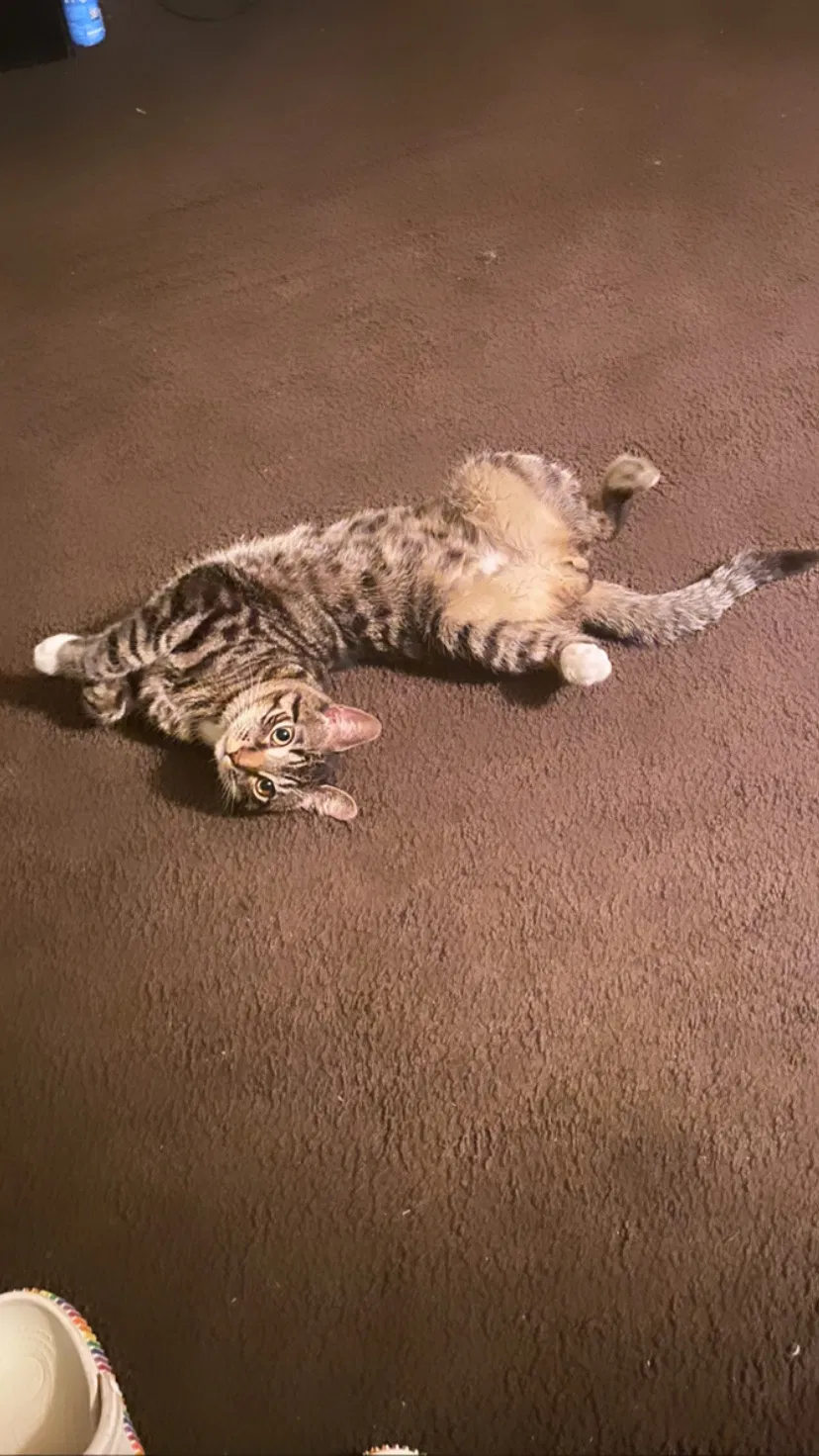 Lost cat in Camden, NJ, 8104