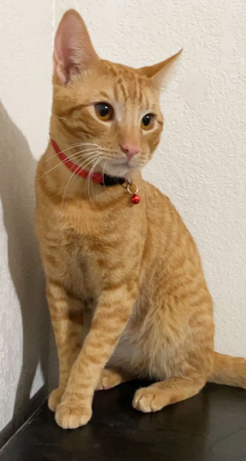Lost cat in Newark, CA, 94560