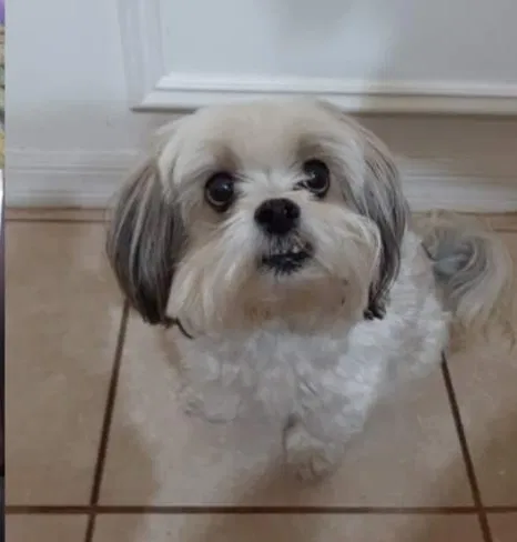 Lost dog in Palm Bay, FL, 32909