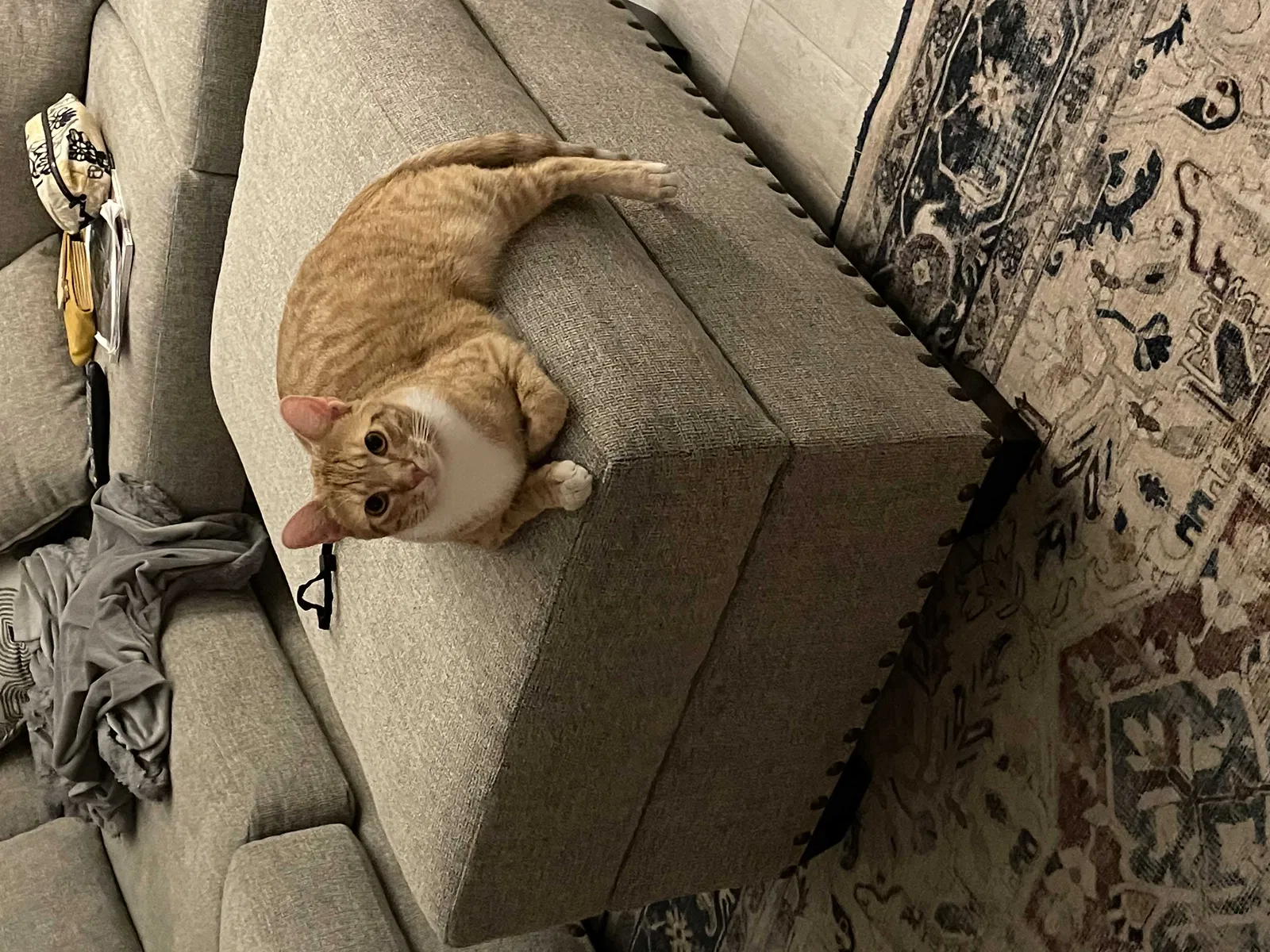 Lost cat in West Sacramento, CA, 95691
