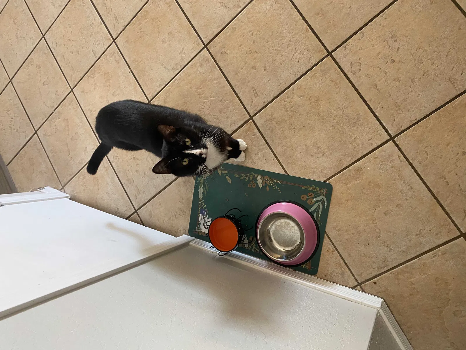 Lost cat in Mesa, AZ, 85207