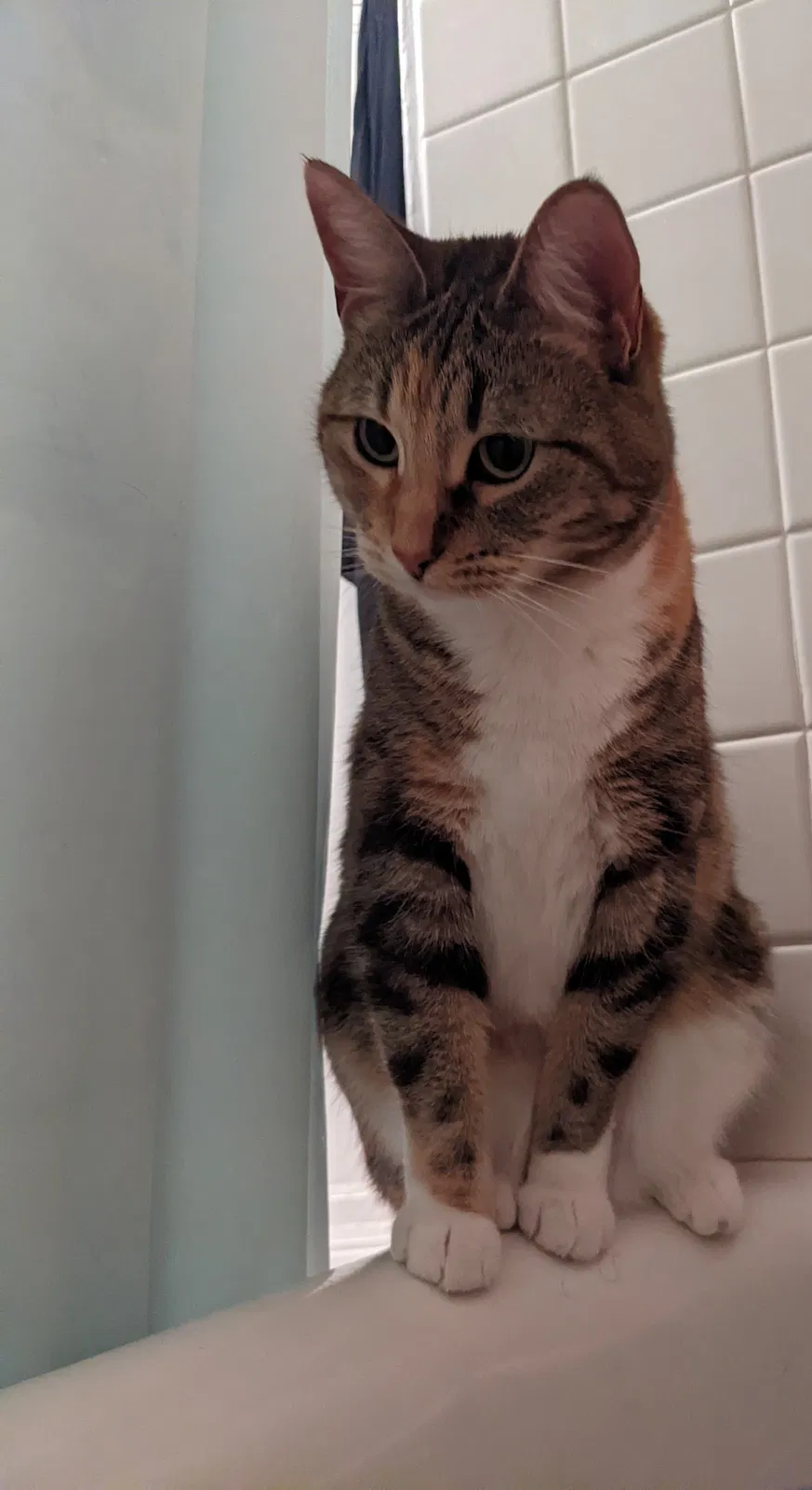 Lost cat in Saint Paul, MN, 55104