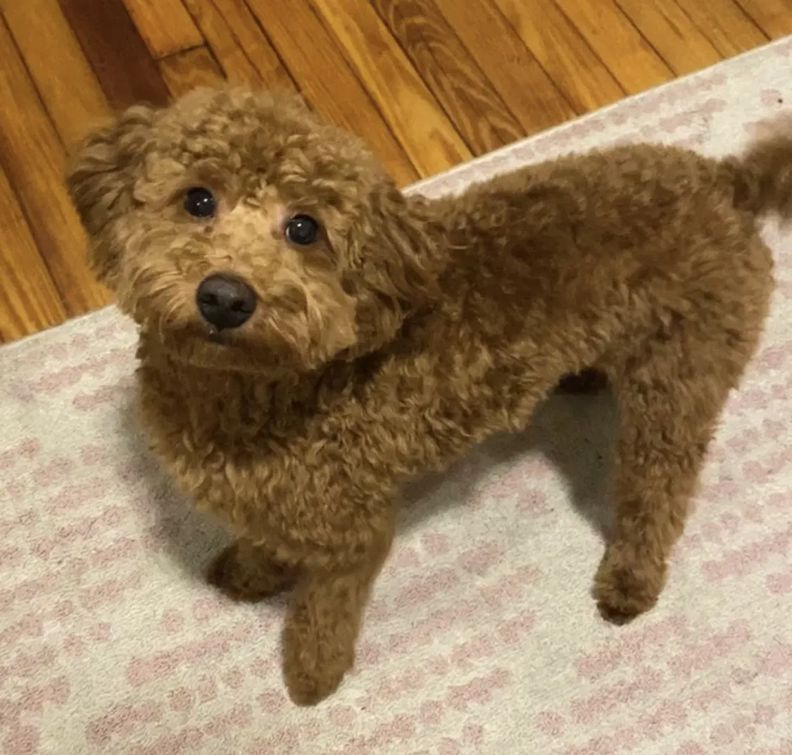 Lost dog in Irvington, NJ, 7111