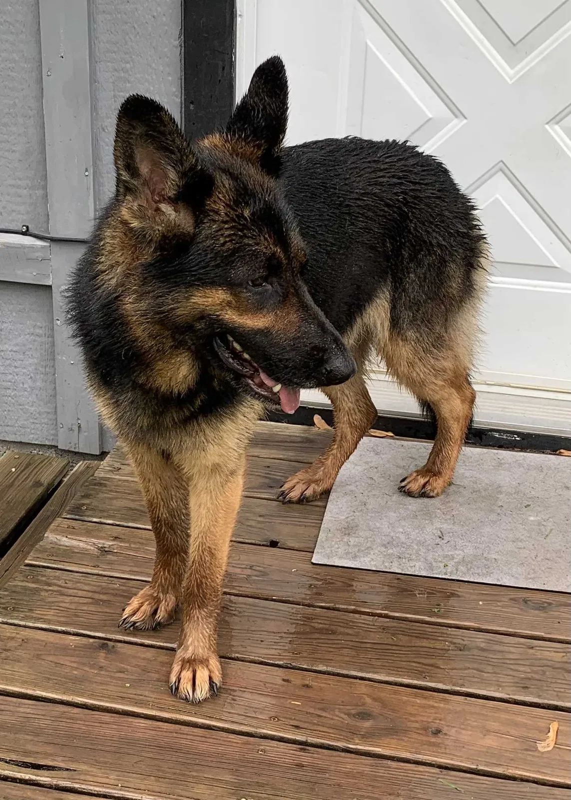Lost dog in Lawson, MO, 64062