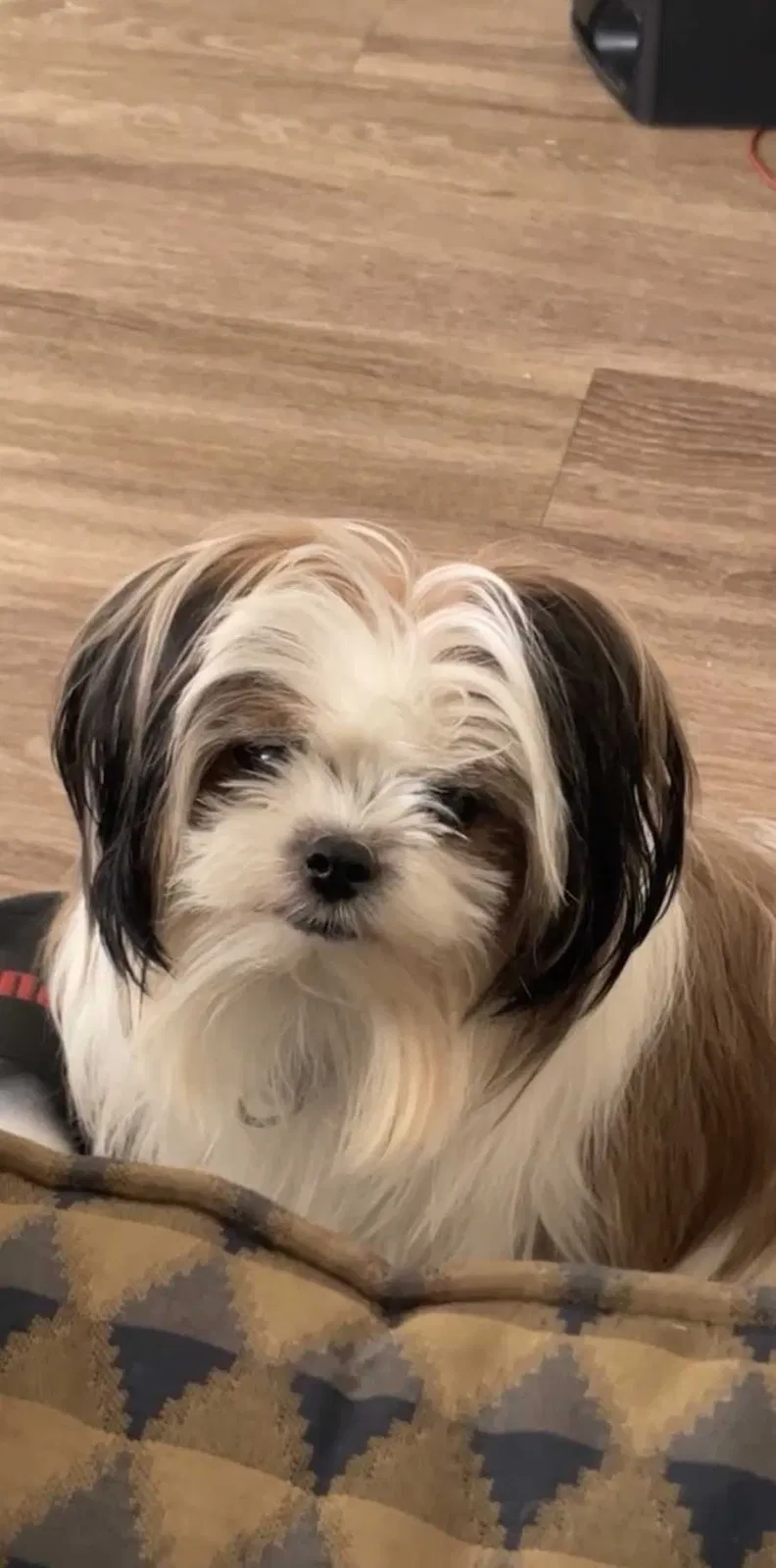 Lost dog in Baltimore, MD, 21206