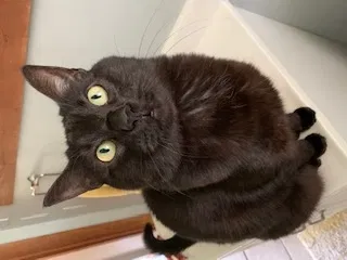 Lost cat in West Linn, OR, 97068