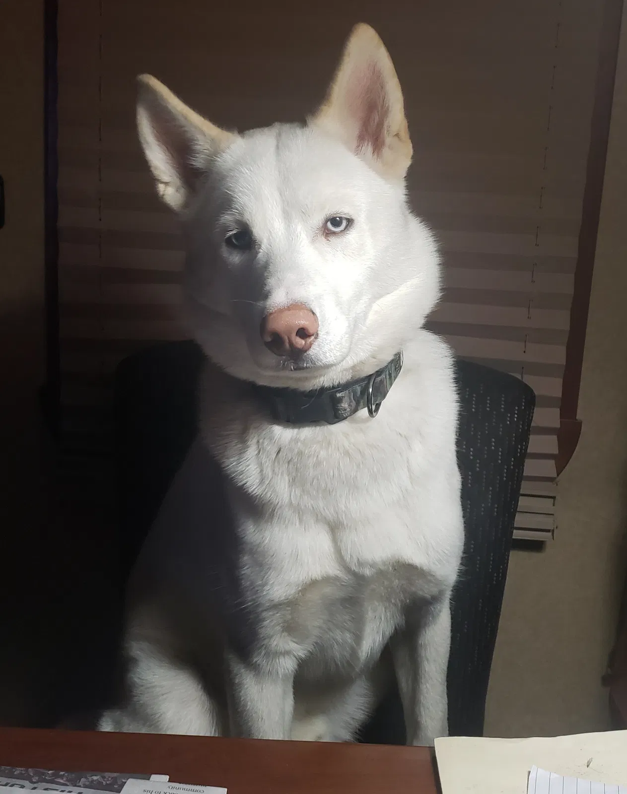 Lost dog in Tulsa, OK, 74145