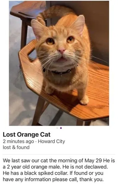 Lost cat in Howard City, MI, 49329