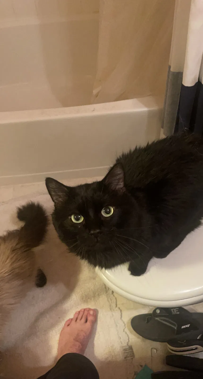 Lost cat in Aldie, VA, 20105