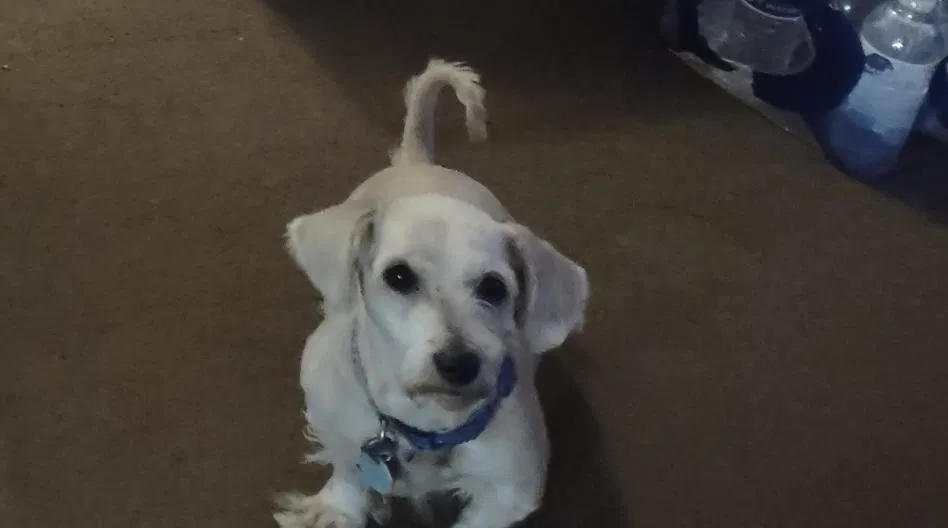 Lost dog in Pasadena, TX, 77503