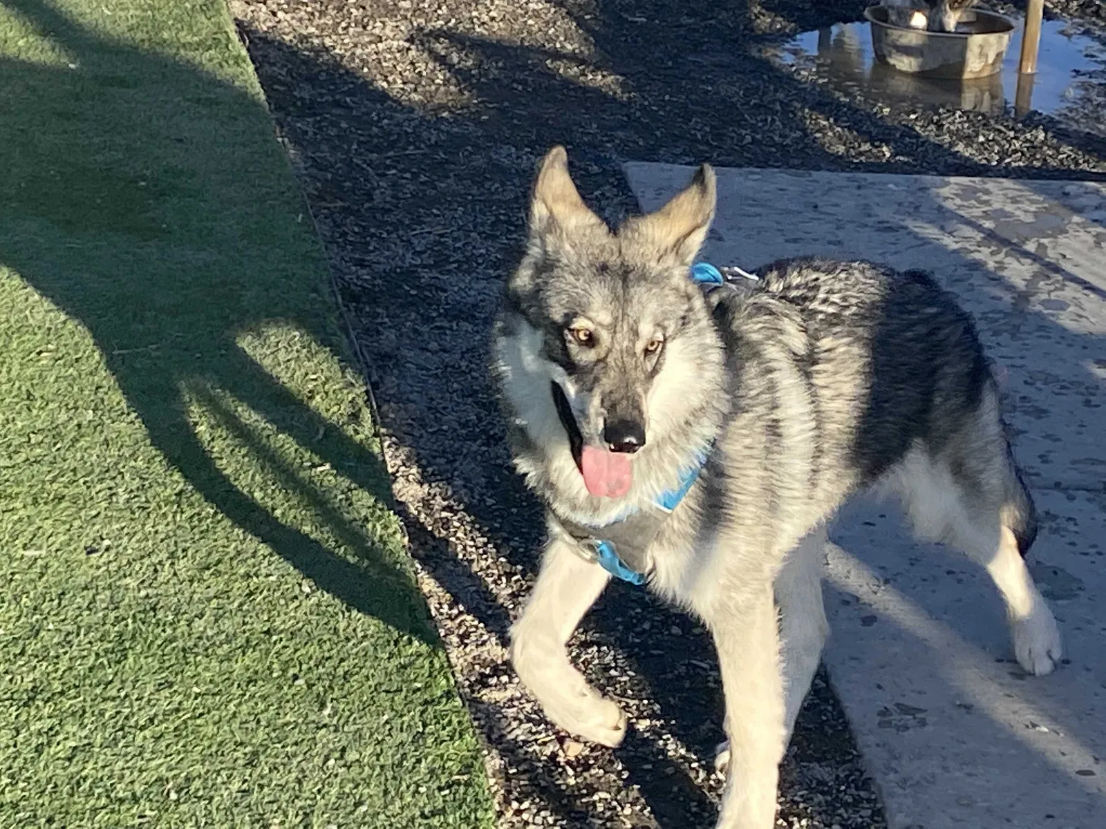 Lost dog in North Salt Lake, UT, 84054