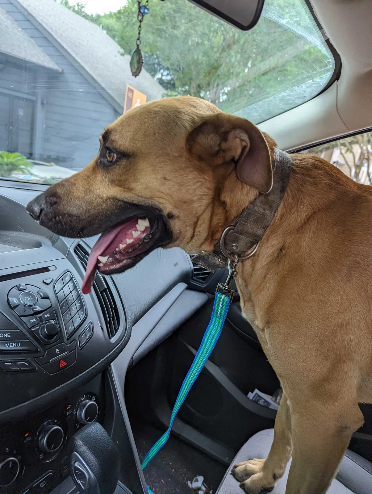 Found dog in San Antonio, TX, 78238