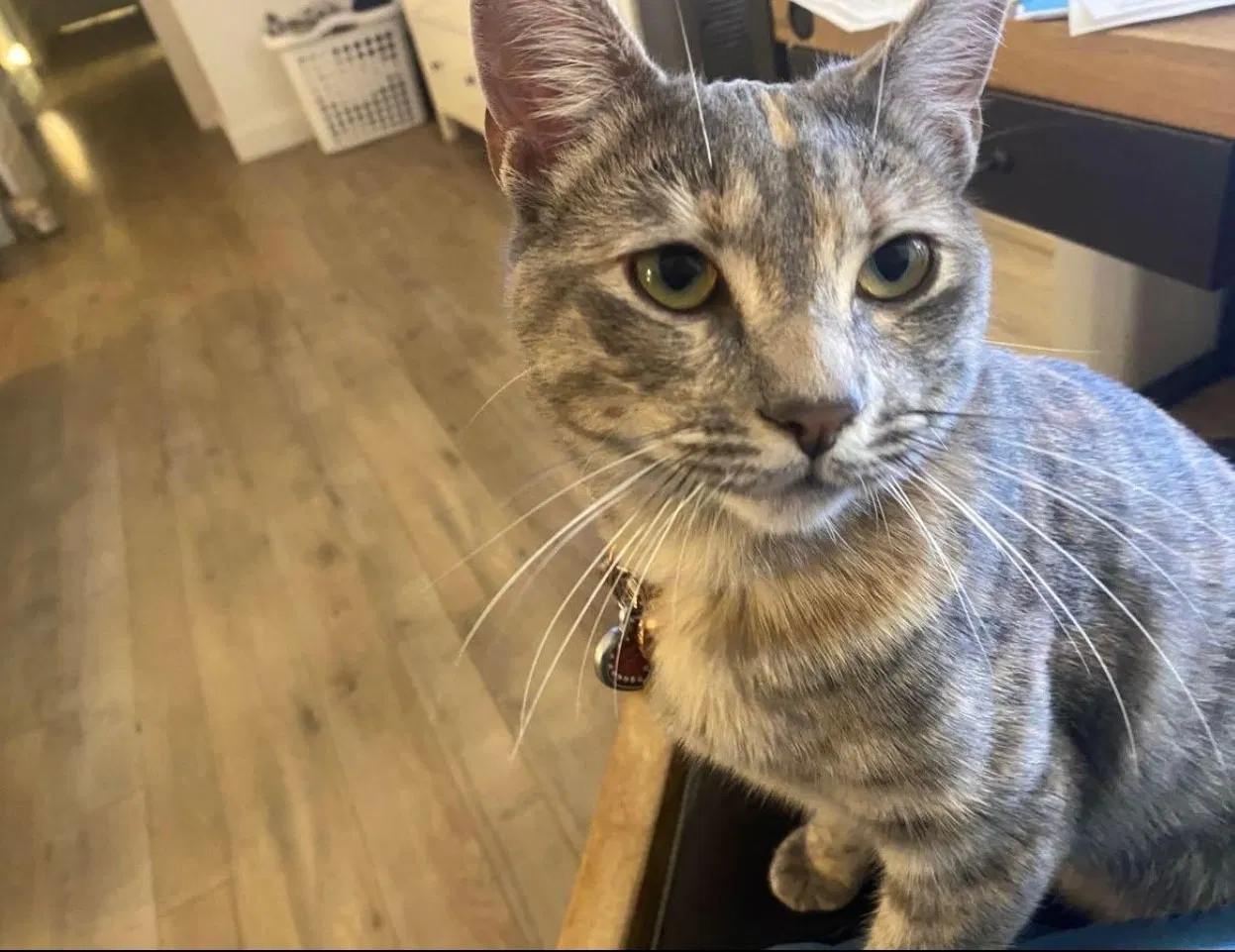 Lost cat in Huntington Beach, CA, 92648